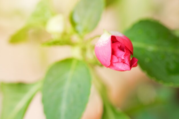 Kleine rosa Rosen, die auf ihren Bäumen wachsen und Morgenlicht haben.