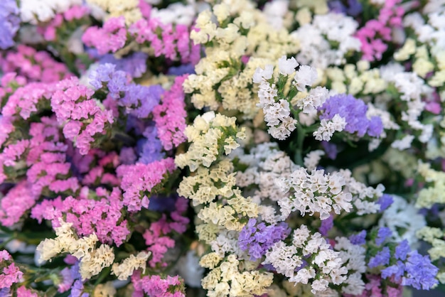 Kleine rosa und blaue Blüten. Paniculata Flamingo