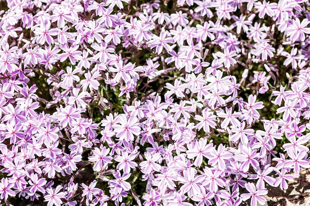 Foto kleine rote blüten. rote nadel phlox.