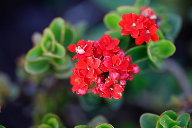 Foto kleine rote blume