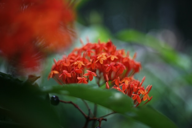 Foto kleine rote blumen