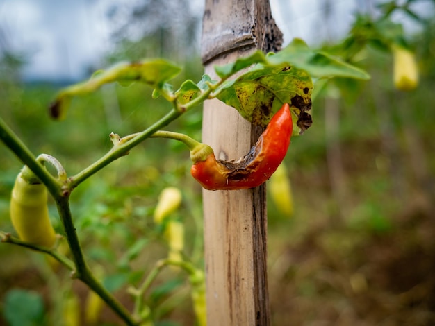 Kleine rote Chilischoten, die in der Mitte verfaulen, weil sie von Schädlingen gefressen werden