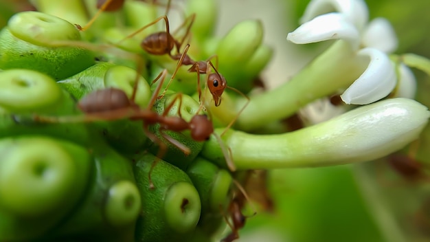 Kleine rote Feuerameise ernährt sich von den Blättern der Noni-Frucht mit selektivem Fokus Makro bedeckt viele Feuerameisen oder rote Ameisen auf Blättern mit Beleuchtung