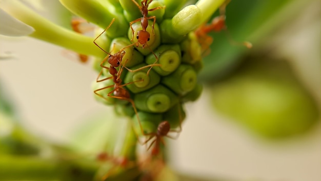 Kleine rote Feuerameise ernährt sich von den Blättern der Noni-Frucht mit selektivem Fokus Makro bedeckt viele Feuerameisen oder rote Ameisen auf Blättern mit Beleuchtung