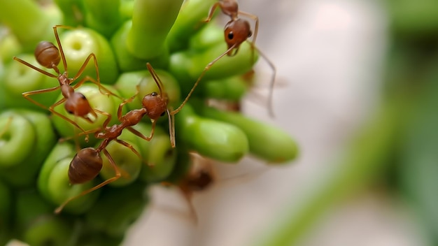 Kleine rote Feuerameise ernährt sich von den Blättern der Noni-Frucht mit selektivem Fokus Makro bedeckt viele Feuerameisen oder rote Ameisen auf Blättern mit Beleuchtung