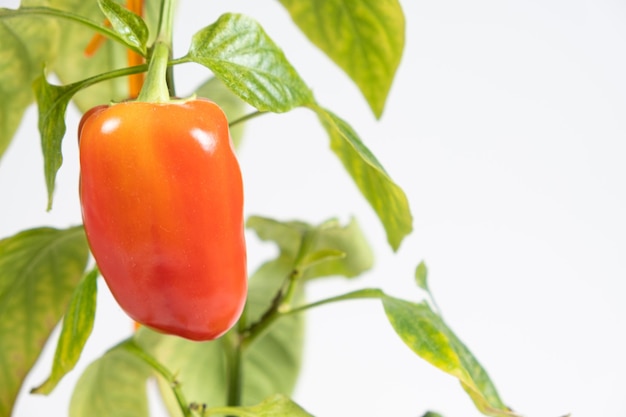 Kleine rote Paprika am Zweig