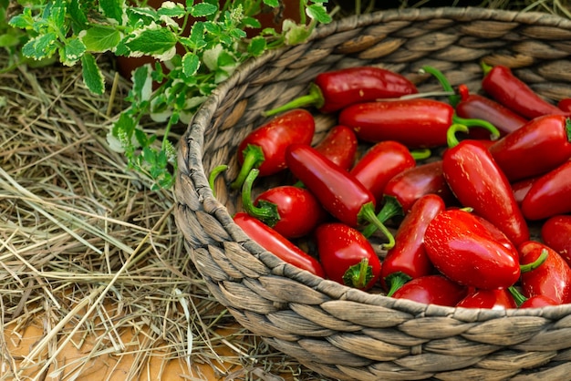 Kleine rote Peperoni in einem Korb