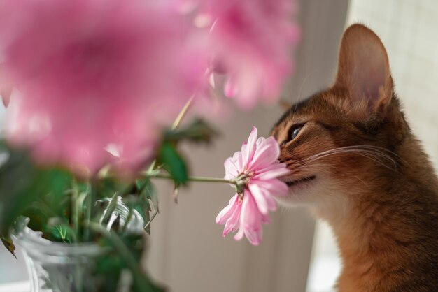 Foto kleine rote somalische rassekätzchenkatze, die eine blume riecht frühlingsblüte und frühlingsstimmung