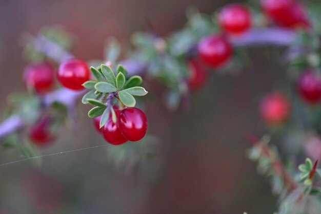 Foto kleine rote wildfrüchte im pampaswald patagonien argentinien