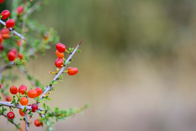 Kleine rote Wildfrüchte im Pampaswald Patagonien Argentinien