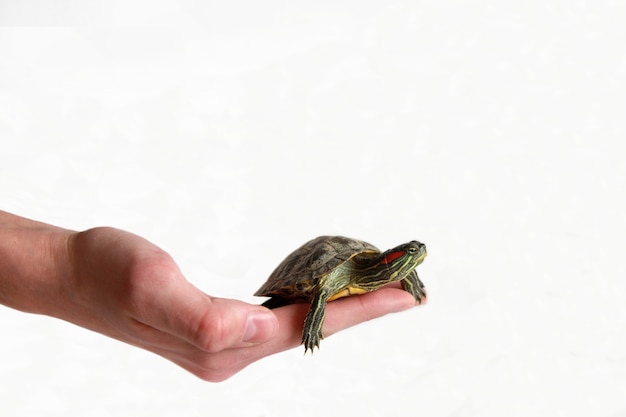 Kleine Rotohrschildkröte in der Hand, isolieren