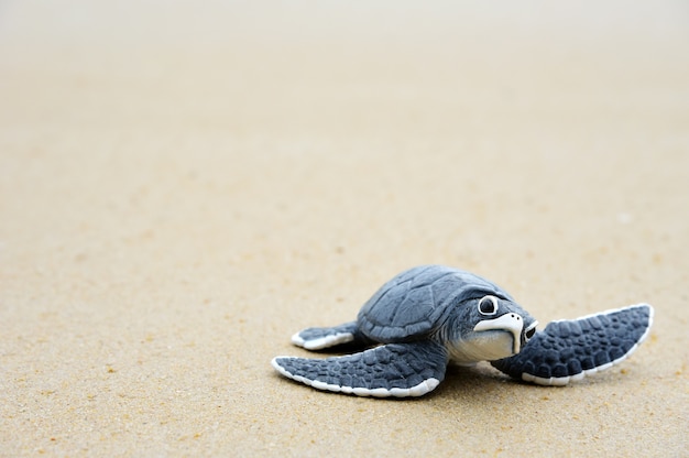 Kleine Schildkröte am Strand