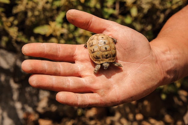 Kleine Schildkröte in einer Hand des Mannes