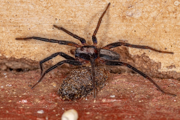 Kleine Schleichspinne der Art Teminius insularis