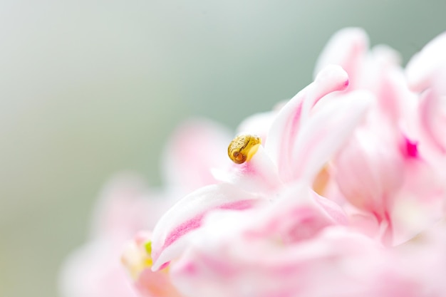 Kleine Schnecke auf Blumennaturhintergrund mit Blumen