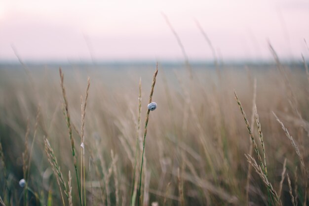 Kleine Schnecke auf Feldgras, Sonnenuntergangslicht