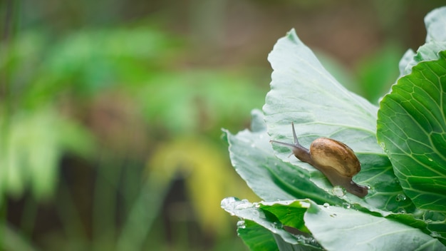 Kleine Schnecke kriechen auf Gemüseblättern in der Regentropfenzeit.