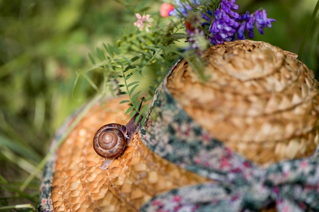 Kleine Schnecke sitzt auf einem Strohhut im grünen Gras