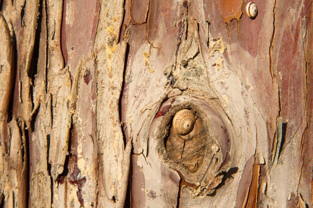 Kleine Schnecken auf Palmenrinde in der Nähe