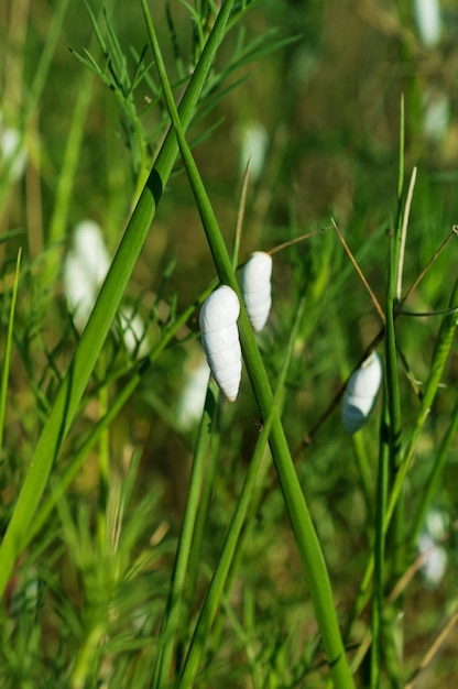 Kleine Schnecken im natürlichen Hintergrund des grünen Grases