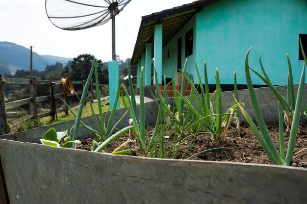 Kleine Schnittlauchplantage auf dem Hof