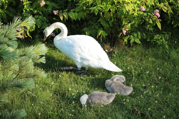 Kleine Schwanenküken sind müde und ruhen sich an einem warmen sonnigen Tag aus