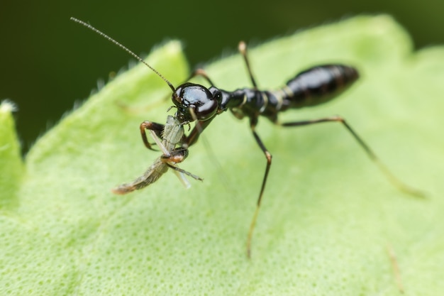 Kleine schwarze Heuschrecke, die Seefliege auf grünem Blatt isst