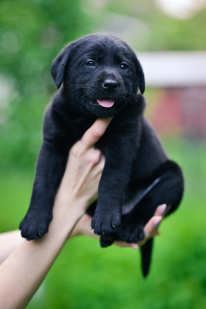 Kleine schwarze Hunderasse Labrador Retriever auf Händen beim Mann Labrador-Welpe auf grünem Gras