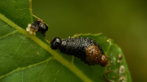 Foto kleine schwarze raupe, die auf grünem blatt geht