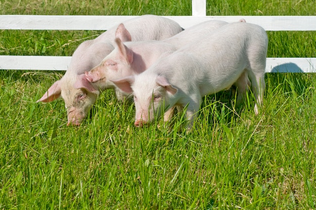 kleine Schweine, die Gras essen