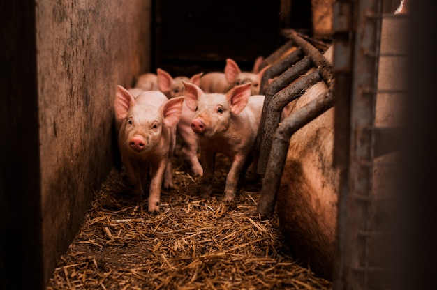 Kleine Schweine in der Scheune