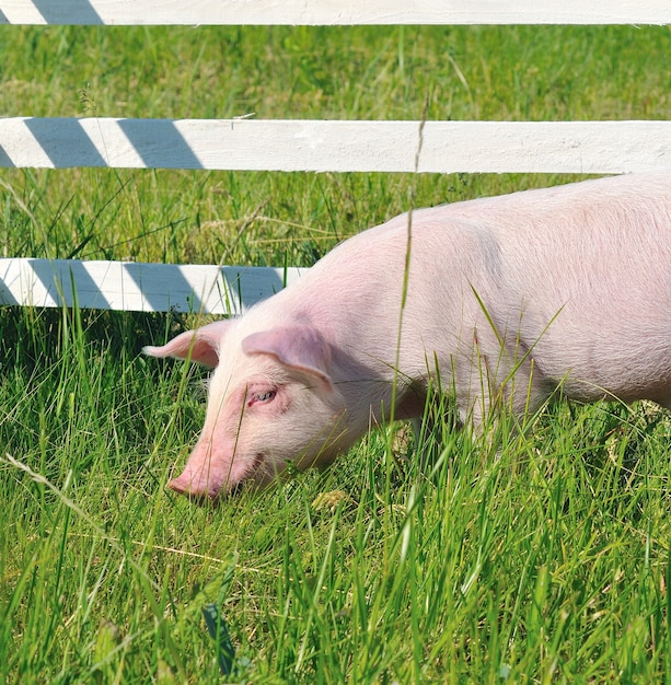 Foto kleine schweinefütterung