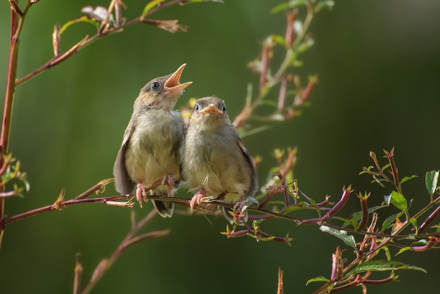 Kleine singende Vögel auf Ast