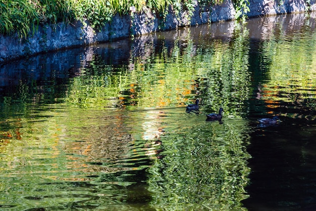 Kleine Sommerseeoberfläche mit grünen Reflexen