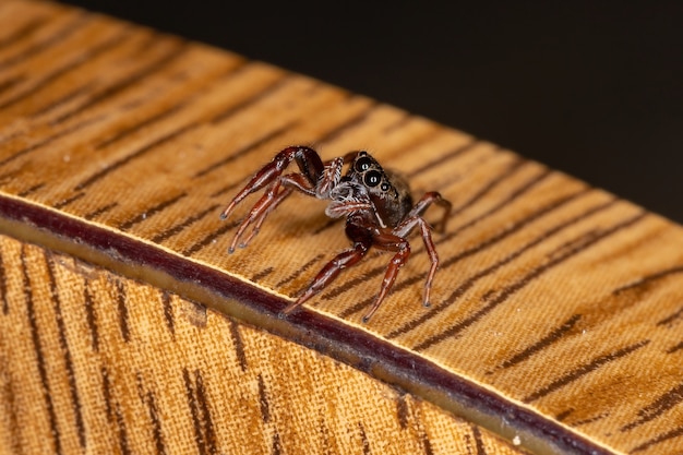 Kleine springende Spinne der Art Breda bescheiden