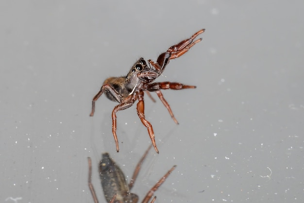 Kleine springende Spinne der Art Breda bescheiden