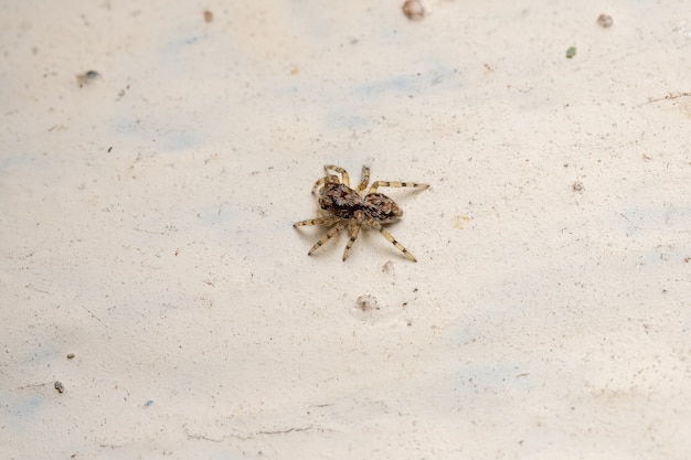 Kleine springende Spinne der Art Marma nigritarsis