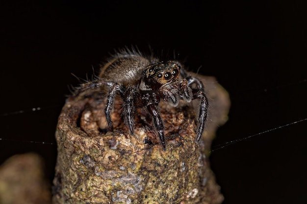 Kleine Springspinne der Gattung Corythalia, die Riechameisen der Art Dolichoderus bispinosus auf einem Stamm nachahmt