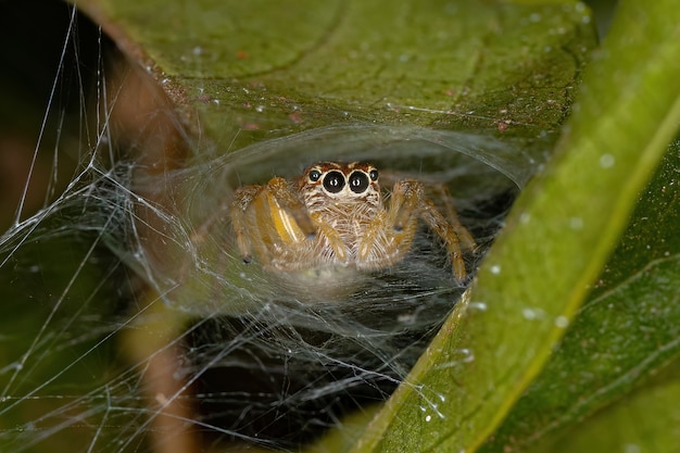 Kleine Springspinne der Gattung Frigga