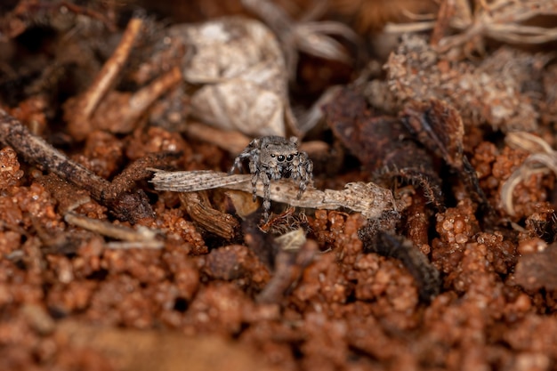 Kleine Springspinne der Gattung Jollas