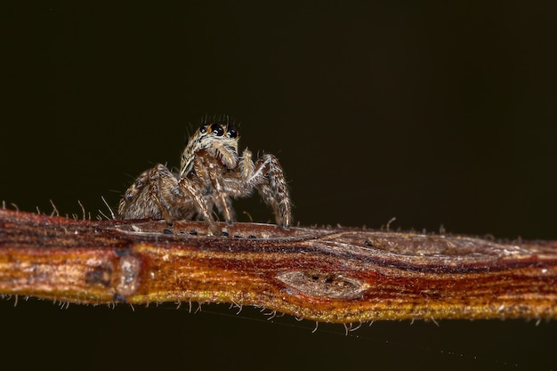 Kleine Springspinne der Gattung Pachomius