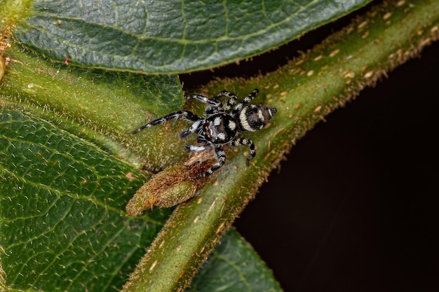 Kleine Springspinne der Gattung Pachomius