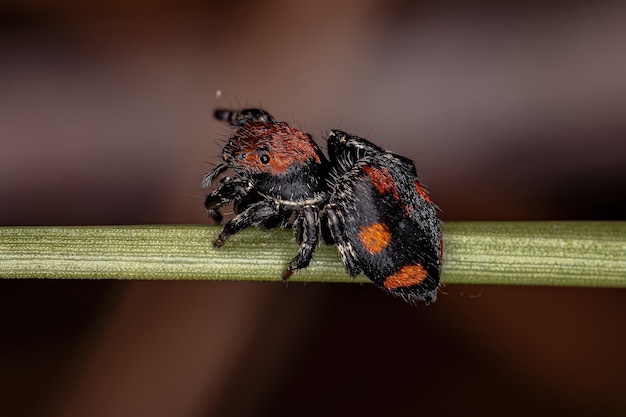 Kleine Springspinne der Gattung Phiale