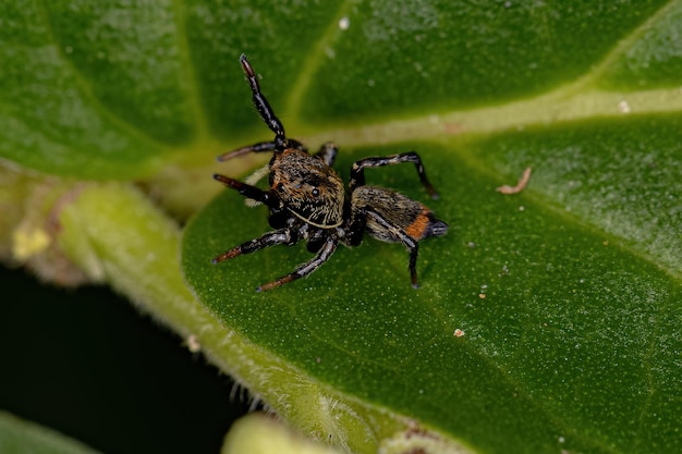 Kleine Springspinne der Gattung Phiale