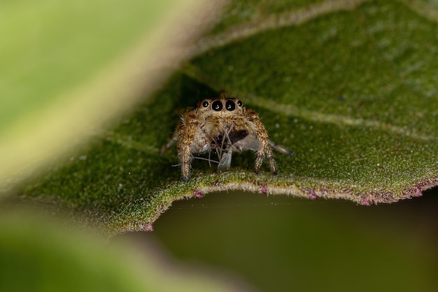 Kleine Springspinne des Unterstammes Dendryphantina jagt einer Mücke