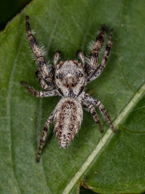 Kleine Springspinne des Unterstammes Dendryphantina