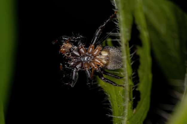 Kleine Springspinne des Unterstammes Dendryphantina