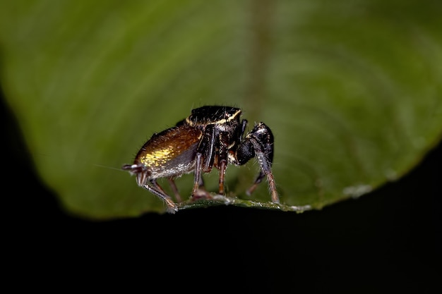 Kleine Springspinne des Unterstammes Dendryphantina