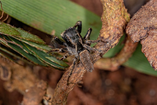 Kleine Springspinne des Unterstammes Freyina