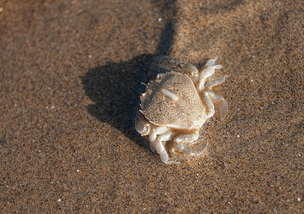 Kleine Strandkrabbe am Strand